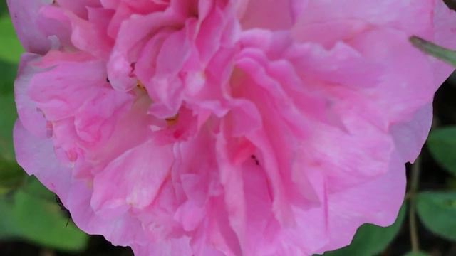 Rosier Anglais 'The Mayflower®' de 'David Austin' Autant forgeant un parfum puissant. смотреть онлайн