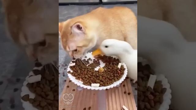 Кто успел, тот и съел! ? смотреть онлайн