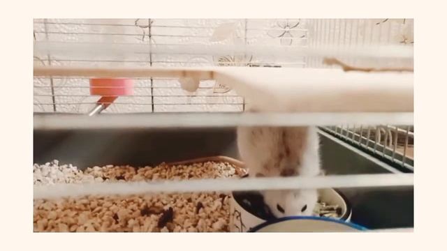 Крыса ?кушает корм / Обзор корма, для крыс, и морских свинок. смотреть онлайн