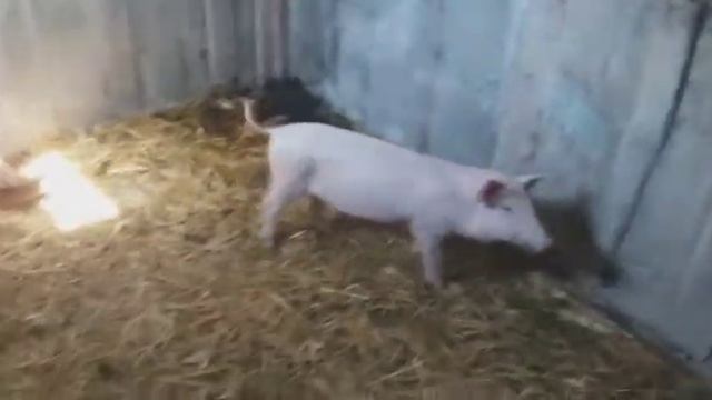 Кормление свиней в домашних условиях смотреть онлайн