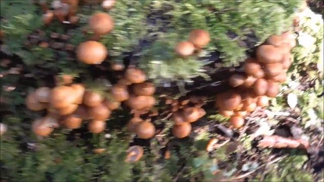 Stockschwämmchen Ernten Und Trocknen - Pilze Sammeln ?