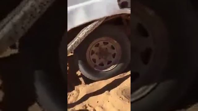 African Rock Python found in wheel compartment смотреть онлайн