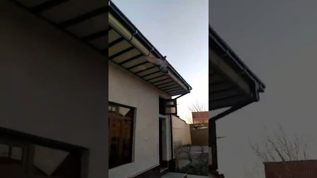САМАРКАНДСКИЕ БОЙНЫЕ ГОЛУБИ КУЙИ СИЗЫЙ смотреть онлайн