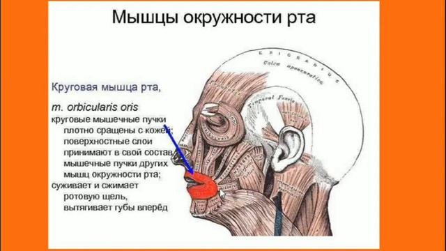 МИМИЧЕСКИЕ МЫШЦЫ смотреть онлайн
