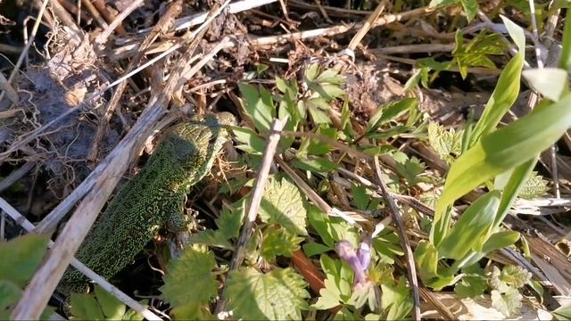 Природа /Nature 1080p 60fps смотреть онлайн
