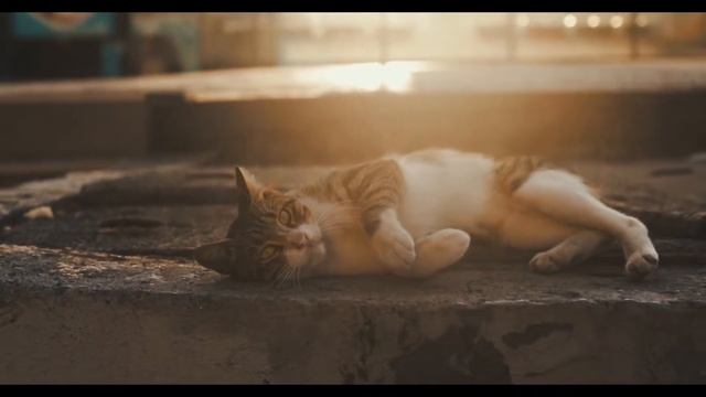 Как живут СЛЕПЫЕ КОТЫ? смотреть онлайн
