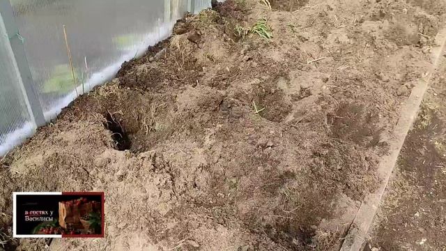 ГОТОВИМ ТЕПЛИЦУ К ВЫСАДКЕ ТОМАТОВ ?.ЧТО ПОЛОЖИТЬ В ЛУНКИ ДЛЯ ТОМАТОВ . смотреть онлайн