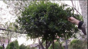 ЖИМОЛОСТЬ КАПРИФОЛЬ ФОРМИРОВАНИЕ  ПРОДОЛЖЕНИЕ