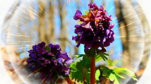 Футаж. Весенние цветы 5