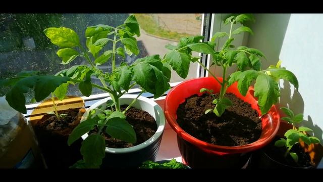 Томаты на подоконнике/Как вырастить помидоры круглый год/2 сезон/Белые ночи смотреть онлайн