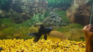 Чем кормить карася в аквариуме