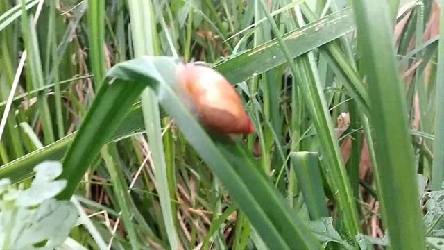 РЫБАЛКА на СОМА ЛіТОМ!!! ЛОВЛИ СОМА на ВЫПОЛЗКА С БЕРЕГА на річці смотреть онлайн