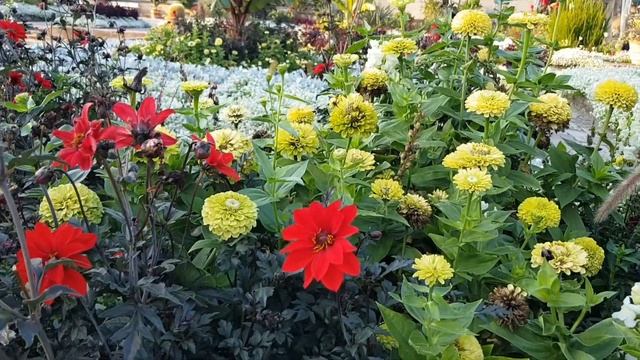 Астры-сентябринки, канны, лантана, лобулярия, бругмансия, фуксии, кале, бананы, Норфолк ель ??? смотреть онлайн