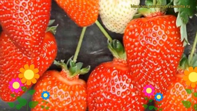 Земляника садовая Вима Рина. Краткий обзор, описание характеристик Fragaria Ananassa Vima Rina