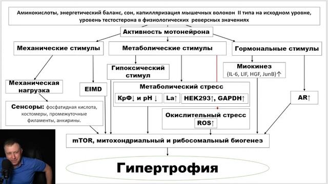 лекция: СВЯЗЬ ЛАКТАТА С ГИПЕРТРОФИЕЙ РАБОЧИХ МЫШЦ смотреть онлайн