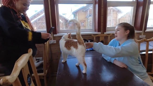 ЭТНОМИР 2022/ Кролики/ 30 кошек смотреть онлайн