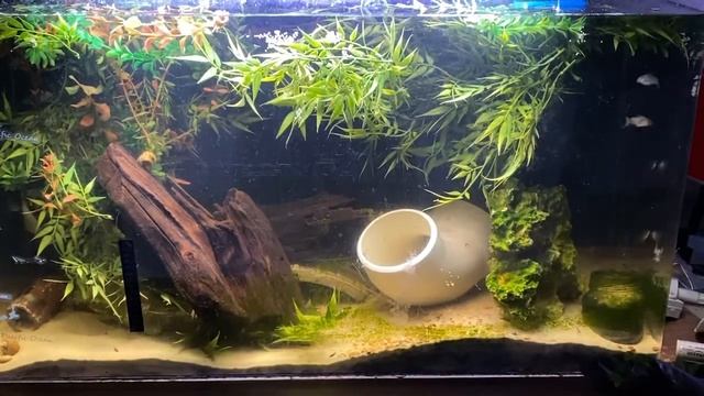 Big bronze Corydoras aeneus laying eggs смотреть онлайн