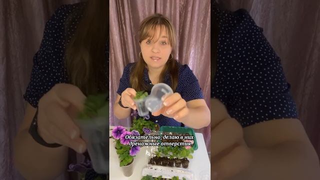 Что сделать с вегетативными растениями после покупки? #петунии #калибрахоа #сурфиния