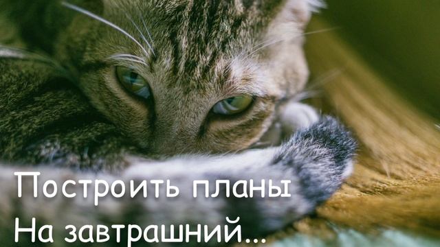САМОЕ МИЛОЕ пожелание ДОБРОЙ НОЧИ ?? смотреть онлайн