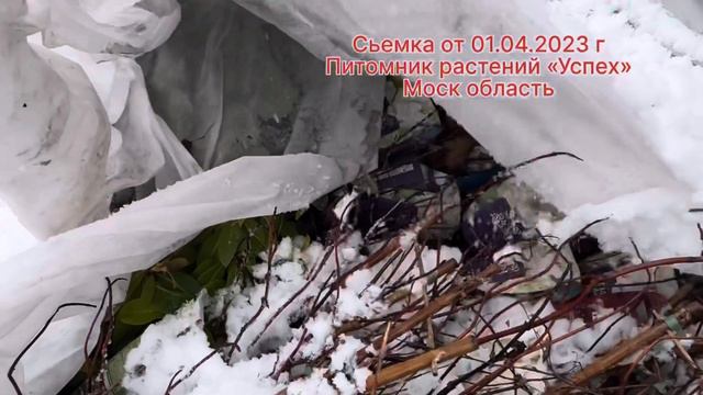 РЕМОНТАНТНЫЕ ГОРТЕНЗИИ.ОБЗОР смотреть онлайн