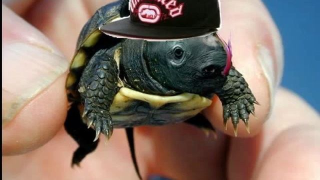 Как узнать что ваша черепаха-носорог хочет есть смотреть онлайн