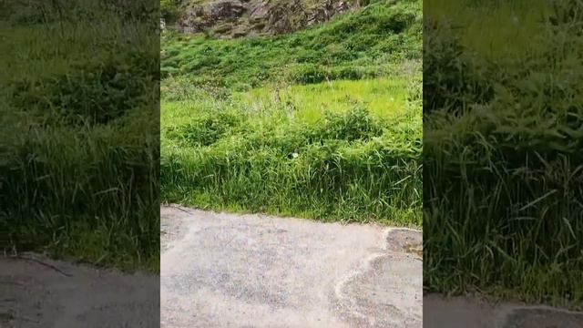 Ингушетия! Ущелья,альпийские луга,родовые башни! смотреть онлайн