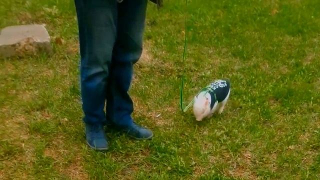 Минини пиги домашние-поросенок мини пиги, маленькая свинка (2) смотреть онлайн