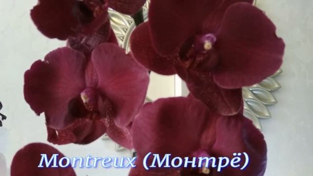 Мои орхидейные подарки ко Дню рождения №2 смотреть онлайн