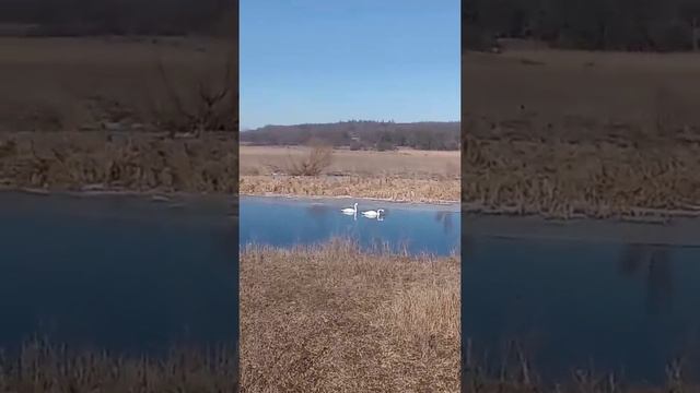 Лебеди смотреть онлайн