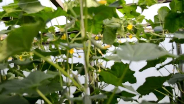 Огурецы сорта Герман! смотреть онлайн