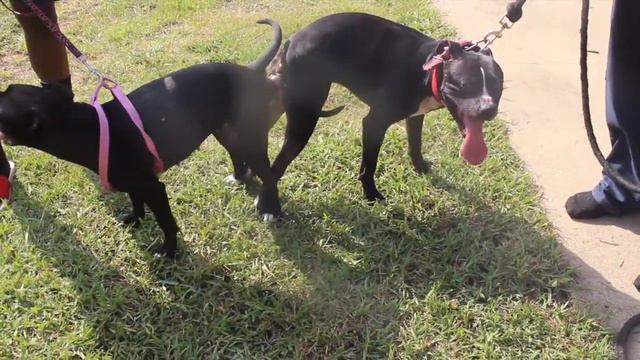 AMERICAN PITBULL TERRIER  BREEDING (FIRST TIME)