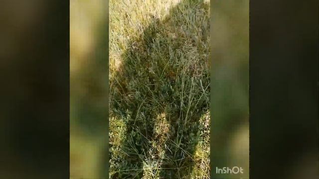 комбайн для сбора черники своими руками и заготовка на зиму. смотреть онлайн