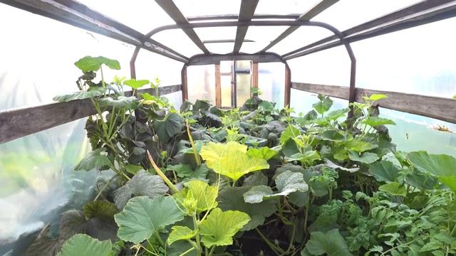 Выращивание гигантской тыквы ч.8 ИТОГ... смотреть онлайн