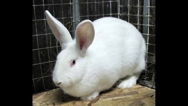 Разведение Кроликов смотреть онлайн