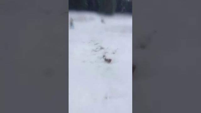 #shortvideo спустились с горки на снегокате смотреть онлайн