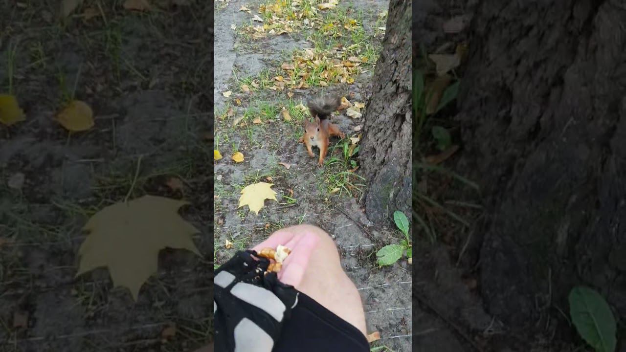 #зож #бег #живаяприрода #белки смотреть онлайн