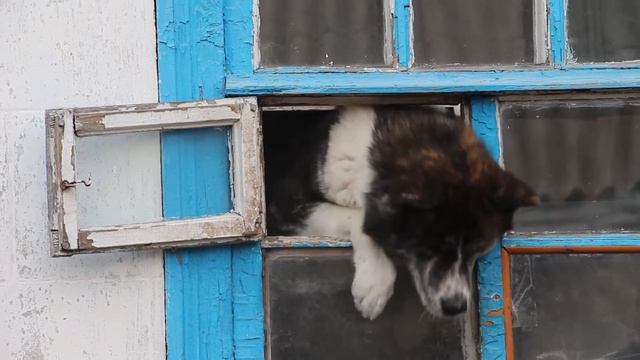 Good Morning! I'm glad to see you! смотреть онлайн