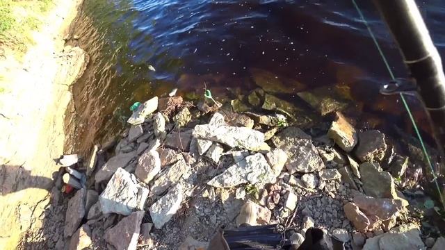 ЛЕЩЕВАЯ рыбалка на Фидер выше Волховской ГЭС . ПО УЛОВИСТЫМ МЕСТАМ . Парк им Антипова . П. Г. смотреть онлайн