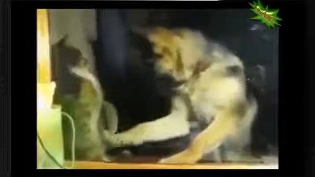 Веселое видео про смешных кошек Кошки балуются Hilarious video of funny cats смотреть онлайн
