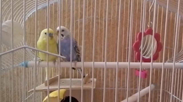 Что делать в первый день при покупке Волнистых Попугаев #ТошаиДаша смотреть онлайн