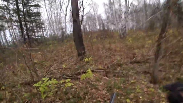 Охота на Глухаря и рябчика с лайкой. Hunting Capercaillie. смотреть онлайн