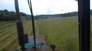 Райграс на сено! Посев 20 кг на га  Первый год!  Сенокос 2021