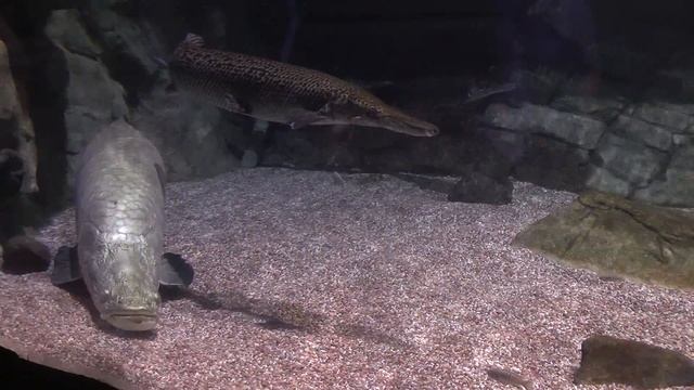 Гигантские арапаймы и реликтовые щуки. смотреть онлайн