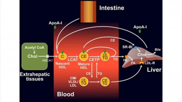 Increasing Strength and Muscle Size. Part 11. Inositol, Choline, TMG.
