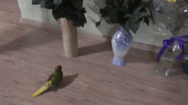 Какарик Кеша ест мои розы! смотреть онлайн