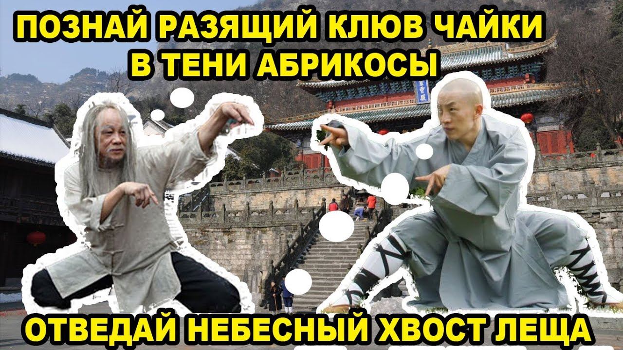 Мастера Кунг Фу в Реальном Уличном Замесе на Горе Ву Дан смотреть онлайн