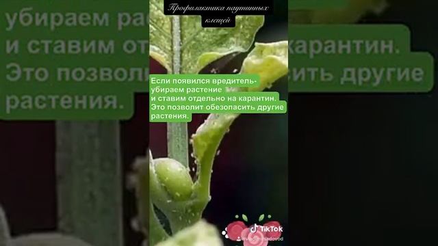 Паутинный клещ на комнатных растениях. смотреть онлайн