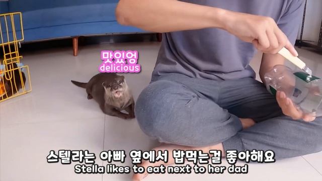 빈 페트병으로 수달들에게 DIY 장난감을 만들어 줬어요｜Making Toy for Otters with Empty Plastic Bottle смотреть онлайн