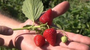 КЛУБНИКА СИРИЯ vs КЛУБНИКА АЗИЯ (26-05-2018)