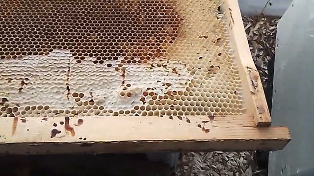 Первый облёт пчёл в теплице !!! 25.02.2022 смотреть онлайн